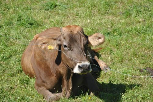 una mucca marrone sdraiata in un campo d'erba di Studio ALPIKA a Luče