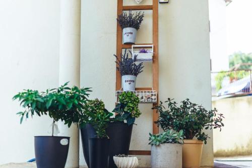 a group of potted plants sitting on a shelf at Music Time Apartment in Imotski