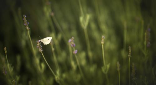 a white butterfly flying over some purple flowers at Dimora La Grazia in Castelvetrano Selinunte