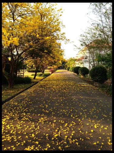 a tree lined street with yellow leaves on the ground at Fueng Fah Riverside Gardens Resort in Mae Rim