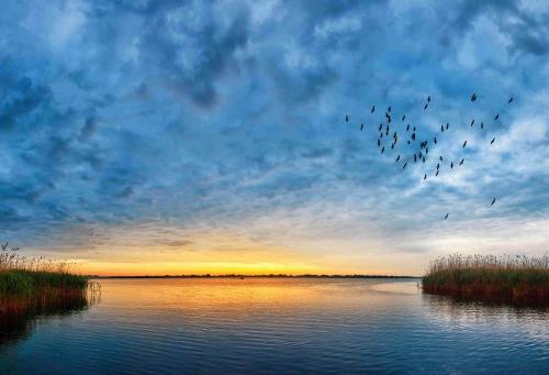 a flock of birds flying over a body of water at Manzini Chalets in St Lucia