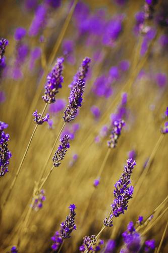 a bunch of lavender flowers in a field at Hiša posebne Sorte in Kodreti