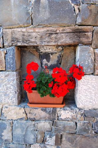 a pot of red flowers sitting on a brick wall at Hiša posebne Sorte in Kodreti