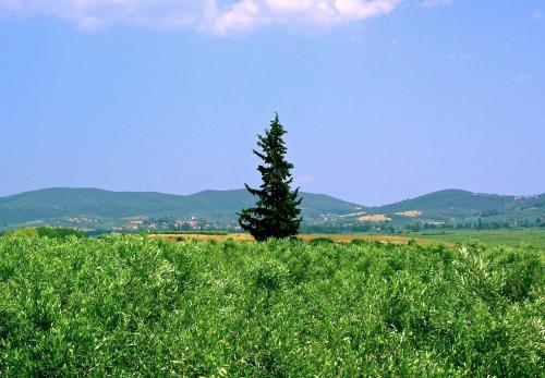 Φυσικό τοπίο κοντά σε αυτό το διαμέρισμα