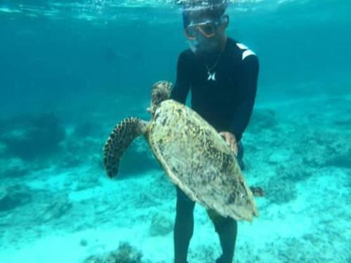 człowiek trzymający żółwia morskiego w wodzie w obiekcie Dili Gili w Gili Trawangan