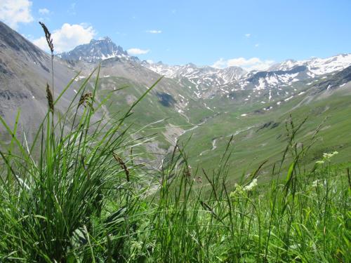 a field of grass with mountains in the background at Aiguille Noire in Valloire