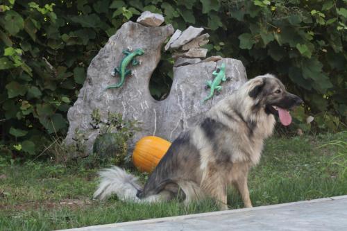 a dog sitting in the grass next to a carved pumpkin at Vila Salamander in Štanjel