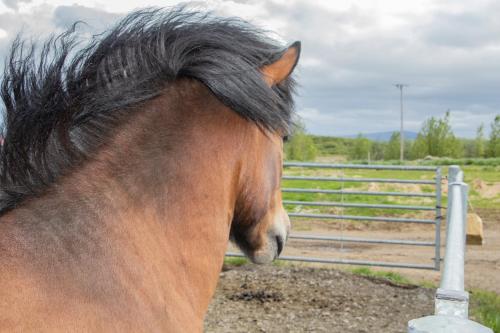 a brown horse with black hair standing next to a fence at Hestaland Guesthouse Horse Farm Stay in Staðarhús