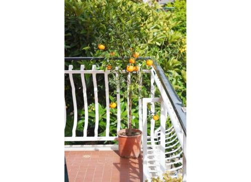 an orange tree in a pot on a porch at Casa Celeste in Rome
