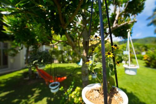 a plant in a pot hanging from a tree at Sun Green Resort Hotel Ishigaki in Ishigaki Island