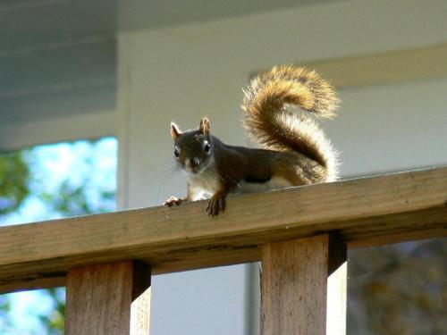a squirrel sitting on top of a wooden railing at Mountain Valley Retreat in Killington
