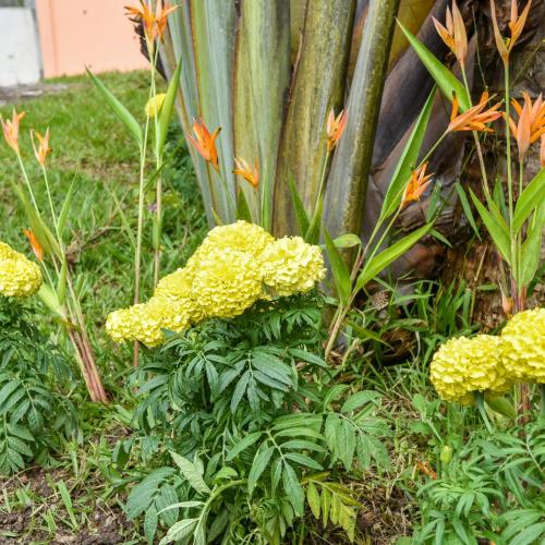 a garden with yellow flowers and green plants at Uyuca Vista Family Villa in Tegucigalpa