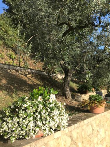 a bush of flowers in front of a tree at Casa Vacanze Vecciano in Montefalco