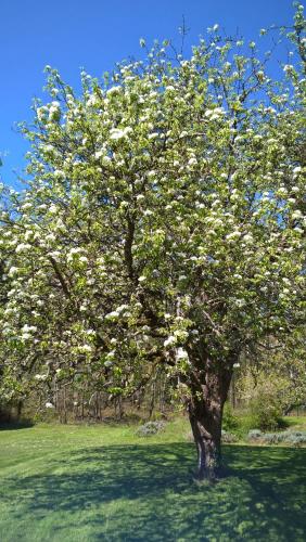 a tree with white flowers on it in a field at Chambres d'hôtes Domaine De La Jonquière, Bouloire in Bouloire