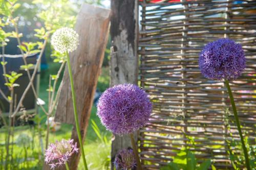 a bunch of purple flowers next to a fence at Ferienwohnung Spie in Sarkwitz