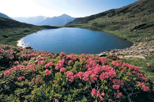 a lake in the middle of a mountain with pink flowers at Hotel Xalet Verdú in Arinsal