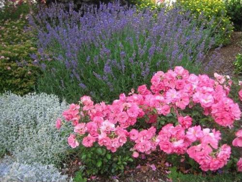a garden with pink and purple flowers and lavender at Apart Daniela in Fiss