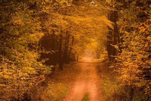 a dirt road in the middle of a forest at Chalupa pod zámkem in Mnichovo Hradiště