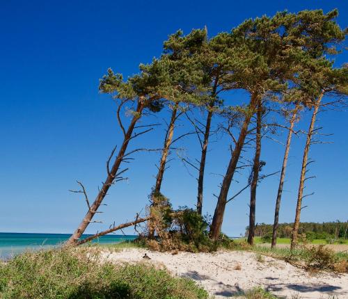 a group of trees on the beach at Haus Meerblau in Born