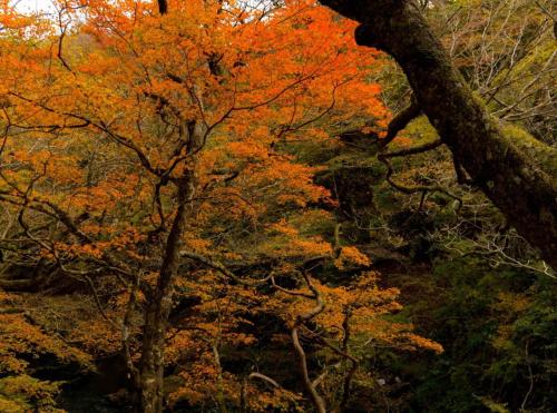 a tree with orange and yellow leaves in a forest at Hakone Nanase formerly known as Manatei Hakone in Hakone