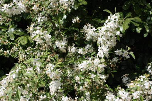 a cluster of white flowers on a tree at Les Enclos Bed and Breakfast à 4 mn de Chantilly in Lamorlaye