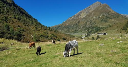 a group of horses grazing in a field in a mountain at Pension Alpenrose in Sankt Sigmund im Sellrain