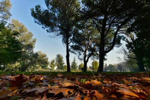 a pile of leaves on the ground in a park with trees at Villa Carrer in Porto Viro