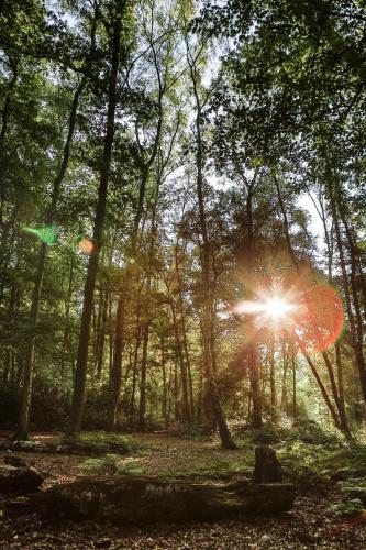 a sun shining through the trees in a forest at Antonine's Atelier in Hingene