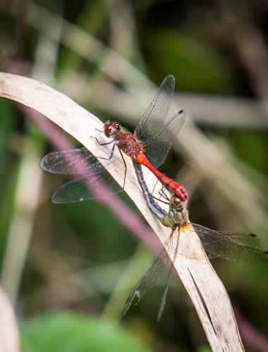 a dragonfly sitting on top of a plant at Antonine's Atelier in Hingene