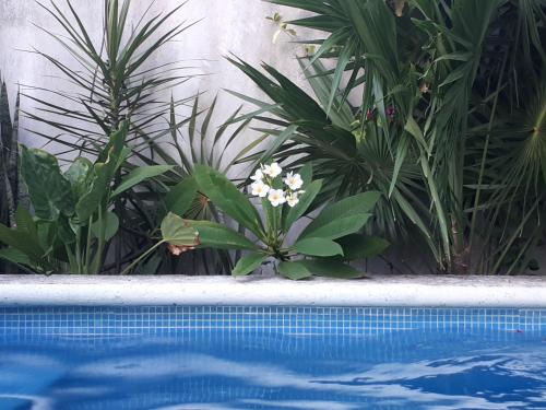 Piscina en o cerca de Casa Nona Azul