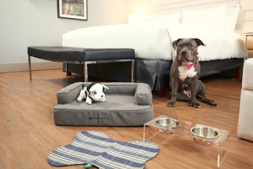 a dog sitting in a dog bed next to a bed at Pullman Sao Paulo Vila Olimpia in Sao Paulo
