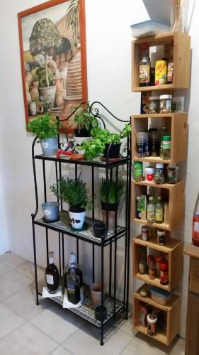 two shelves with plants on them in a room at Übernachten in unseren Crutpracht Gästezimmern mit großem Bauernfrühstück, ab April 24 auch in der DUFFEL-SCHEUNE in Kirchhundem