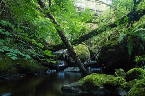 a stream in a forest with trees and rocks at The Ben Sheann in Strathyre