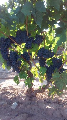 a bunch of grapes hanging from a tree at Vivienda Turística San Martín in Sotés
