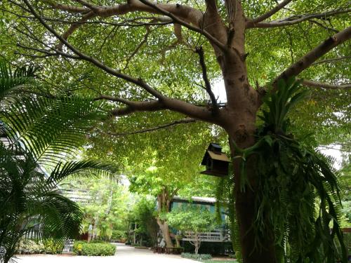 a tree with a bird house on it at Bann Vimansamutr in Cha Am