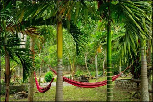a hammock between two palm trees in a garden at Sun House Rental in Mambajao