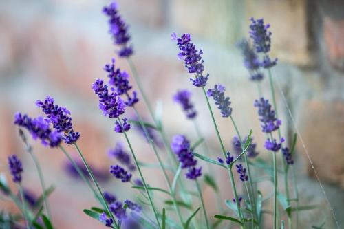 a bunch of purple flowers in front of a wall at Provence Birtok in Decs