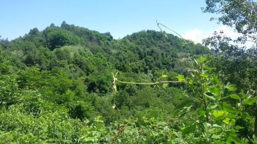 a mountain covered in green trees and bushes at La Collina dei Passeri in Pocapaglia