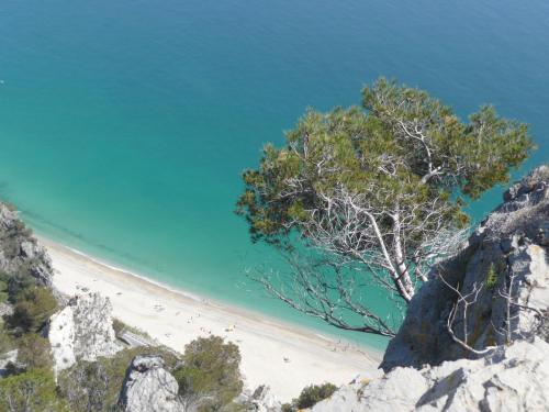 a tree on a beach next to the ocean at Residence Le Dune Club in Varigotti