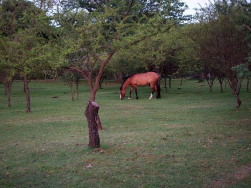 a horse grazing in a field next to a tree at Complejo Megevand in Río Ceballos