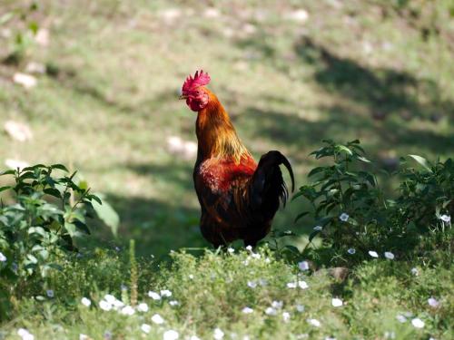 a rooster standing in the grass in a field at Complejo Megevand in Río Ceballos