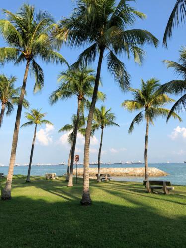 un grupo de palmeras en la playa en Glamping Kaki - Large Bell Tent en Singapur