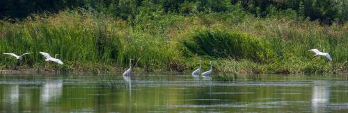 a group of birds swimming in a body of water at Гостинний двір на хуторі Хрещатик in Khreshchatik