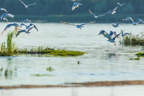 a flock of birds flying over a body of water at Гостинний двір на хуторі Хрещатик in Khreshchatik