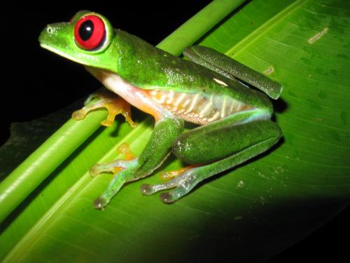 a green frog sitting on a green leaf at Life for Life Hostel Drake Bay Home of Sea Turtle Marine Conservation Project Osa Peninsula near San Josecito Beach in Drake