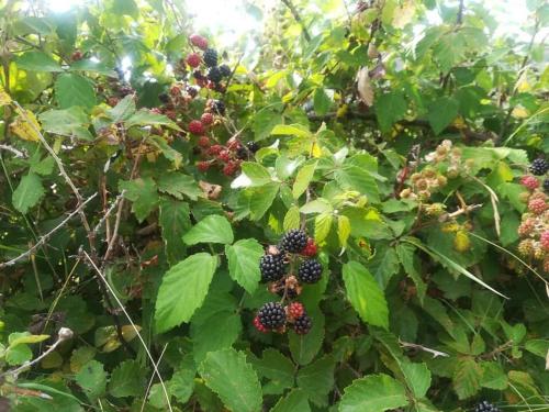 a bunch of blackberries on a tree with green leaves at Il Cerro Agriturismo Zagarese in Fuscaldo