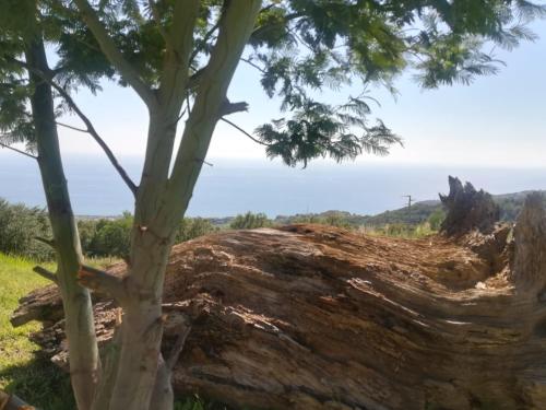 a tree standing next to a log at Il Cerro Agriturismo Zagarese in Fuscaldo