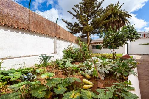 a garden with lots of vegetables and a fence at Patio Hostel in La Laguna