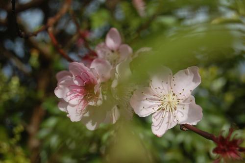 a close up of pink flowers on a tree at Gateway Motor Lodge - Wanganui in Whanganui