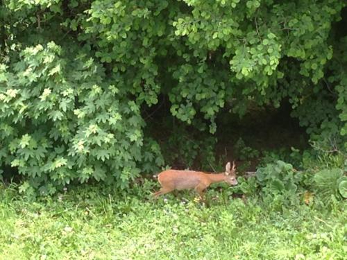 a deer walking in the grass in a field at albergo panoramico in Lenna